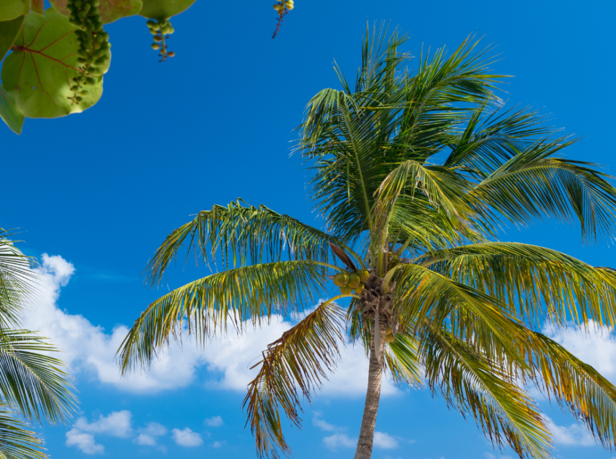 Sainte-Luce en Martinique plage de rêve