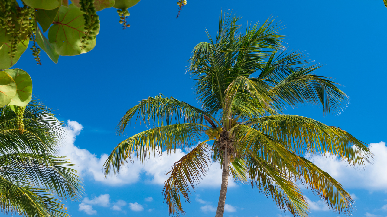 Sainte-Luce en Martinique plage de rêve