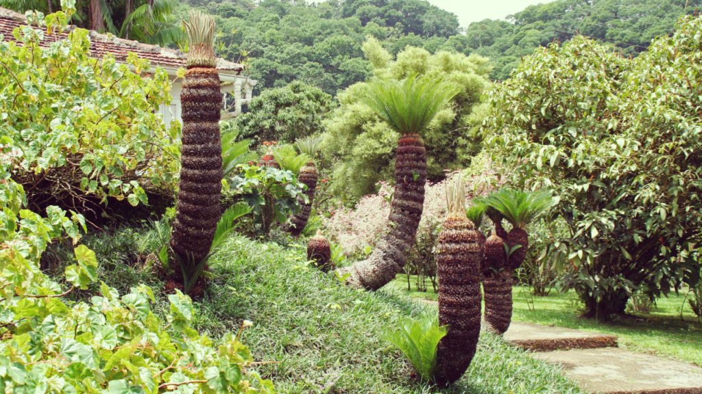 Jardin de Balata Martinique