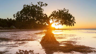 mangrove de Ducos martinique