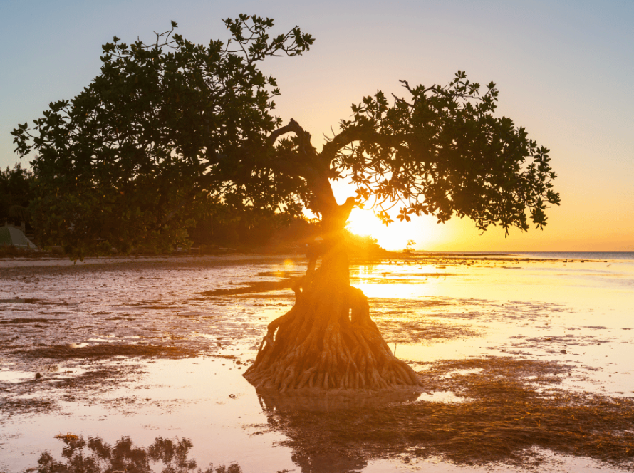 mangrove de Ducos martinique