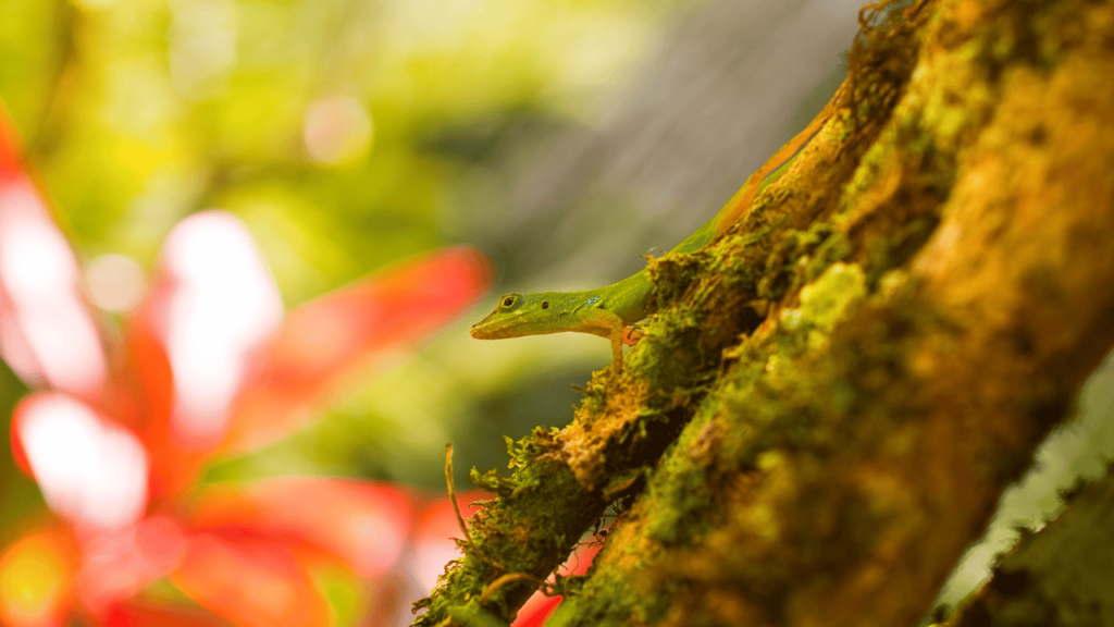 un lézard à Rivière Salée 