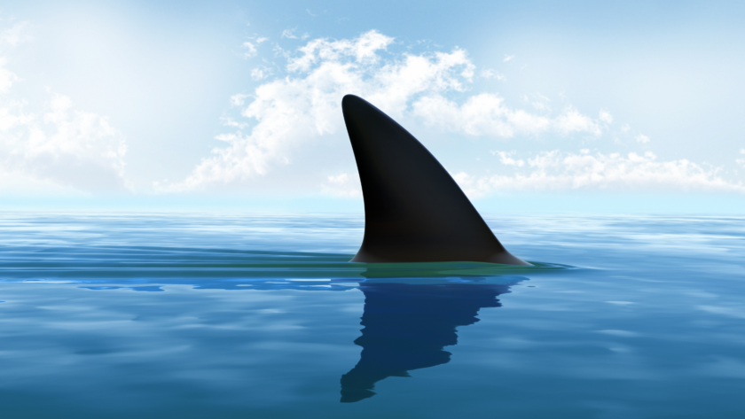Requin en Martinique