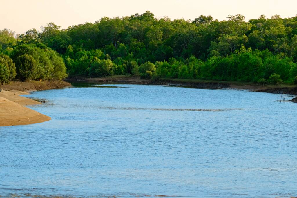 mangrove en Martinique