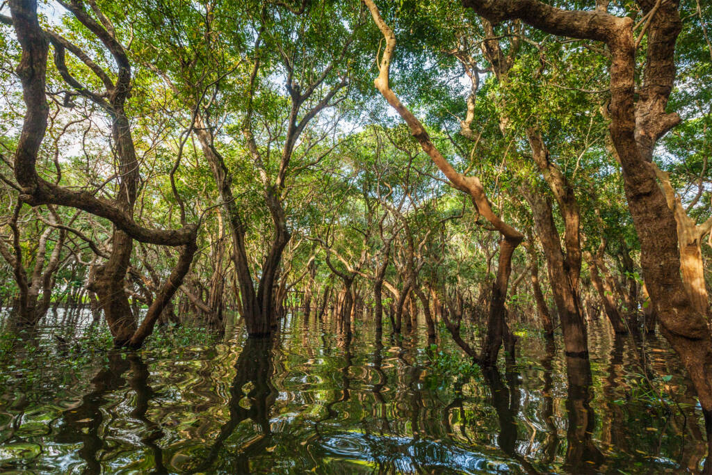 fôret mangrove en Martinique