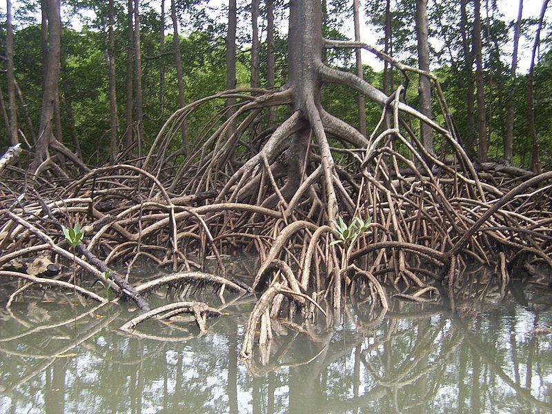 arbre palétuviers dans la mangrove en Martinique