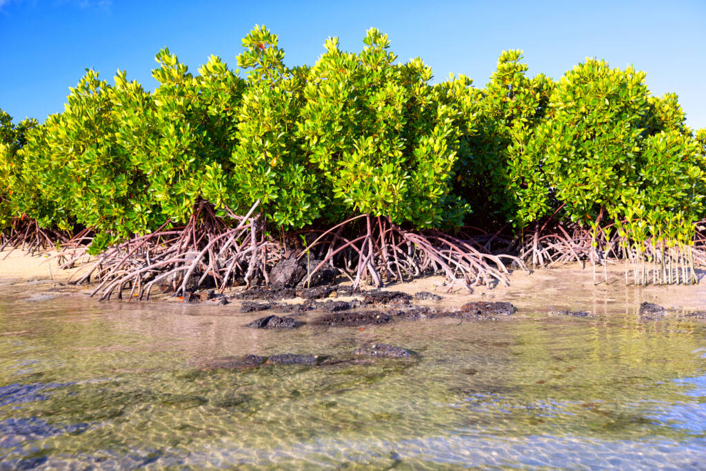 arbre mangrove en Martinique