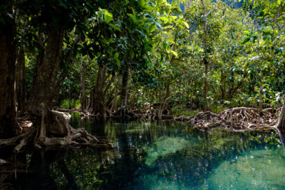 mangrove en Martinique