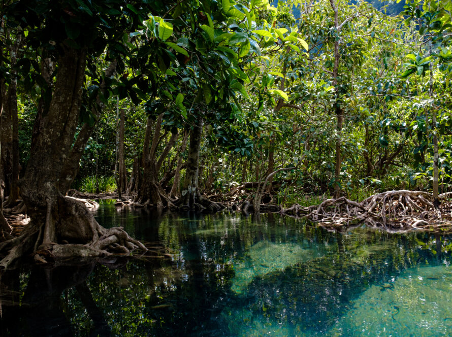 mangrove en Martinique